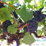 Byington Vineyard Winery