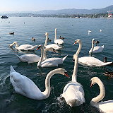 Lake Zurich