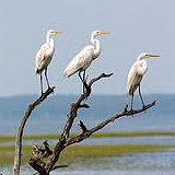 Masonboro Island
