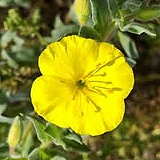 Manhattan Beach Botanical Garden