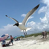 Kiawah Beachwalker Park