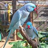 Parotte Ville Bird Park