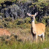 Rakiura National Park