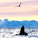 Troms