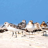 Long Beach Island